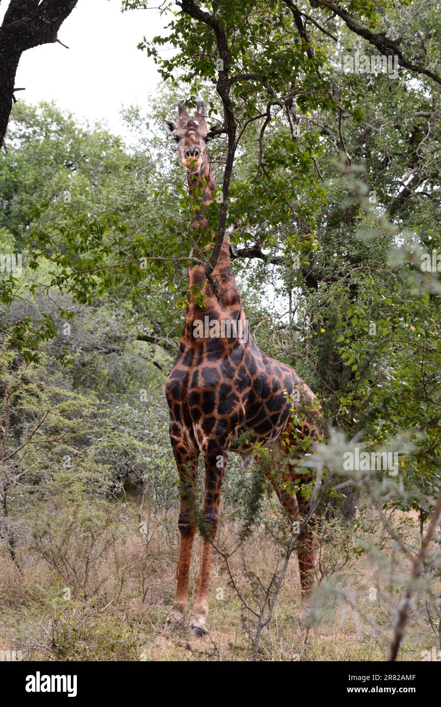 Giraffe. Hlane Royal national park. Eswatini Stock Photo