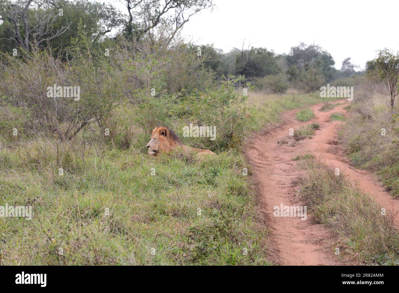 Lion. Hlane Royal national park. Eswatini Stock Photo