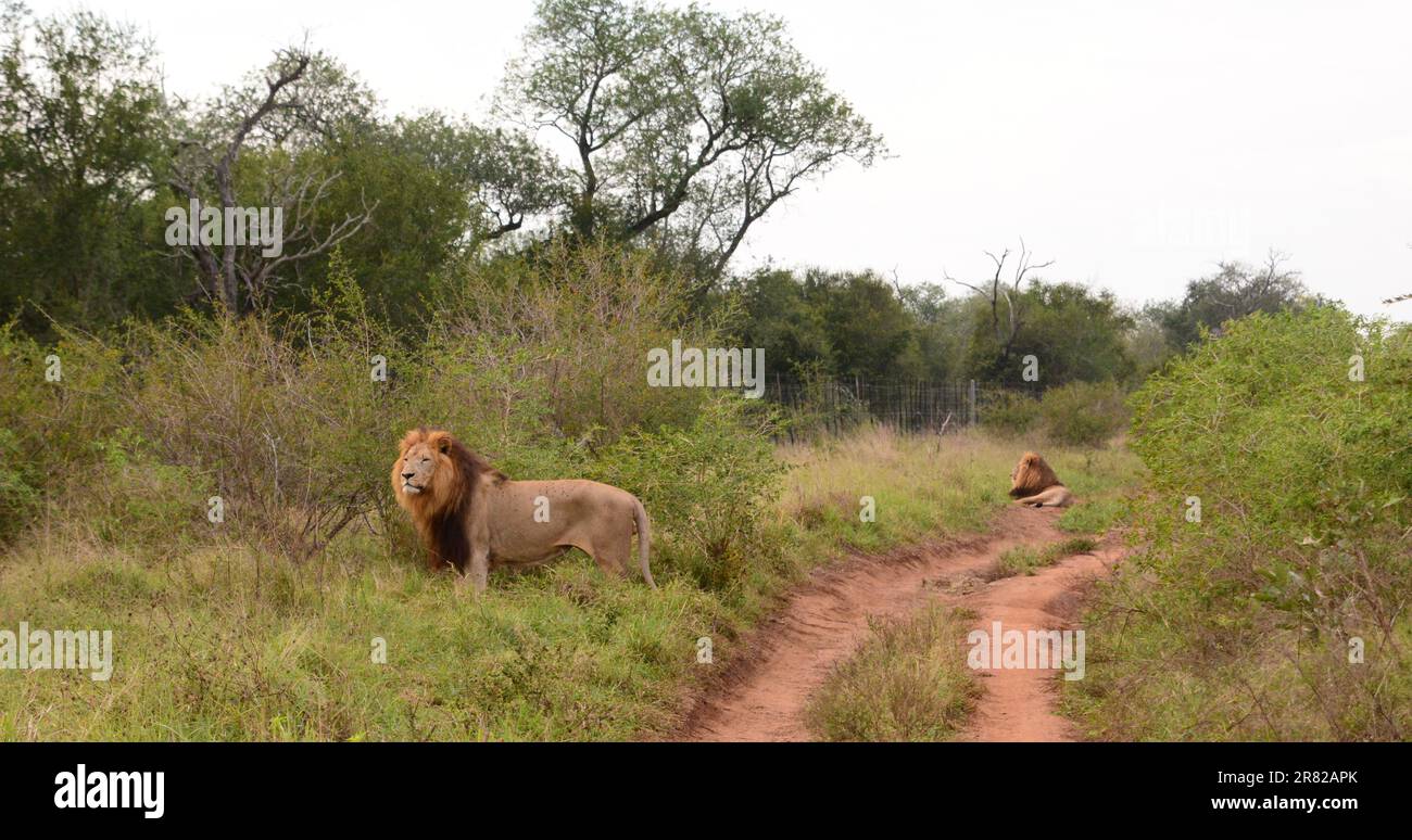 Lions. Hlane Royal national park. Eswatini Stock Photo