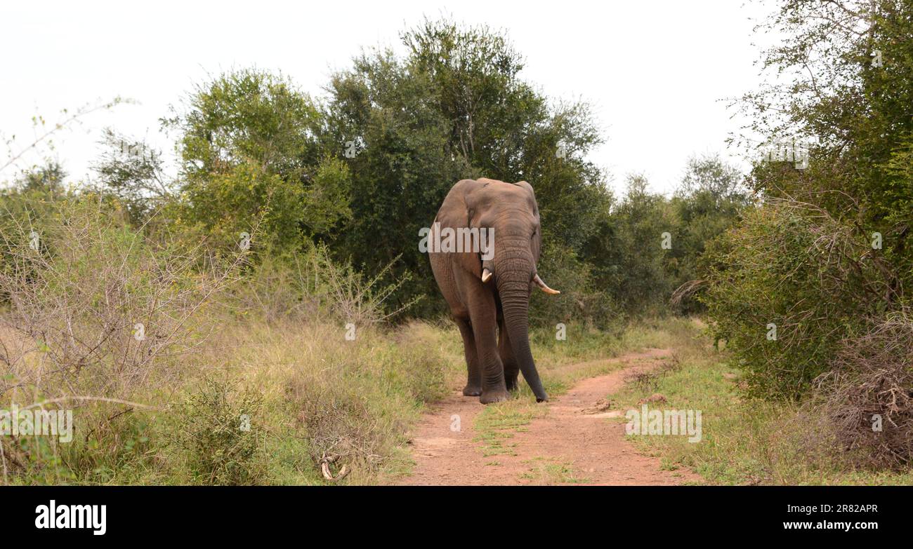 Elephant. Hlane Royal national park. Eswatini Stock Photo