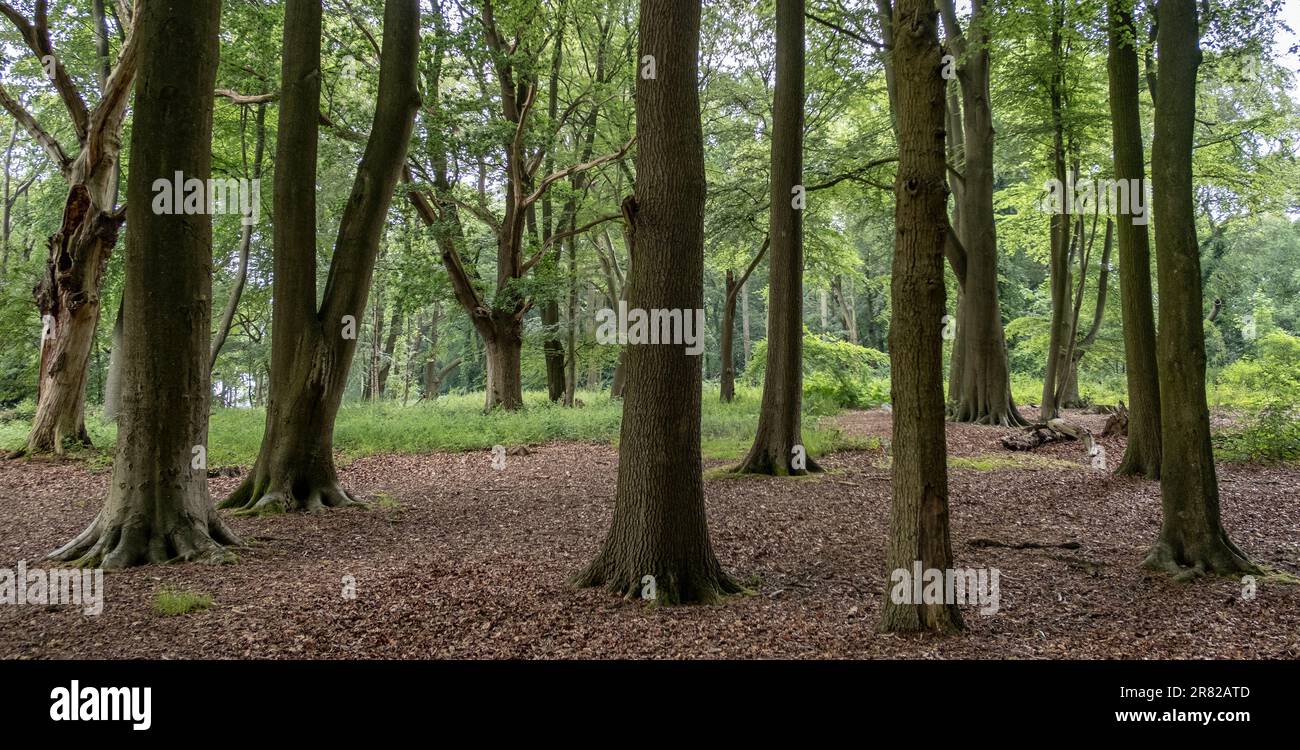 Tree trucks in an English wood, Worcestershire,. Stock Photo