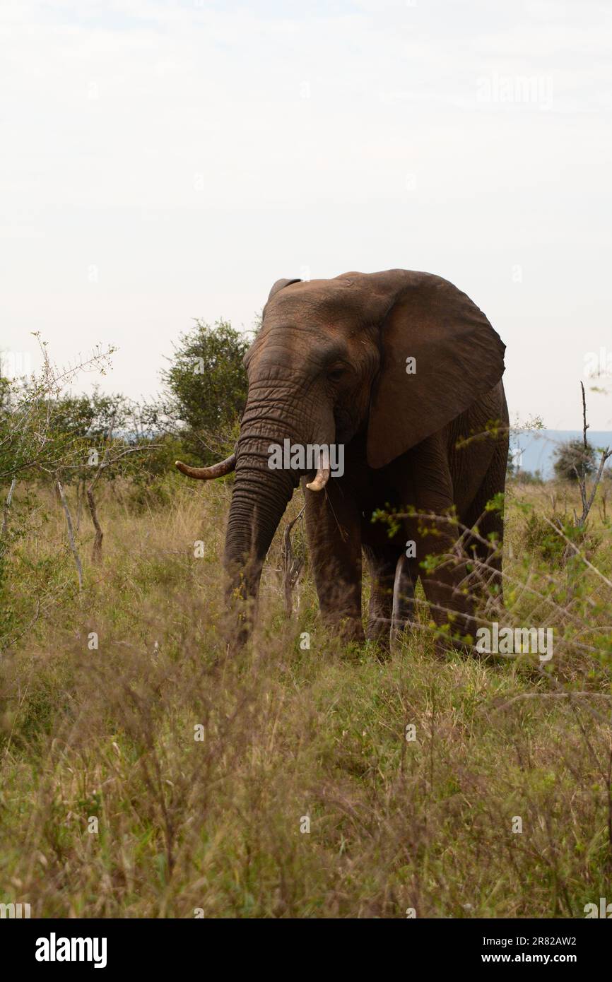 An elephant in Hlane Royal national park. Eswatini Stock Photo