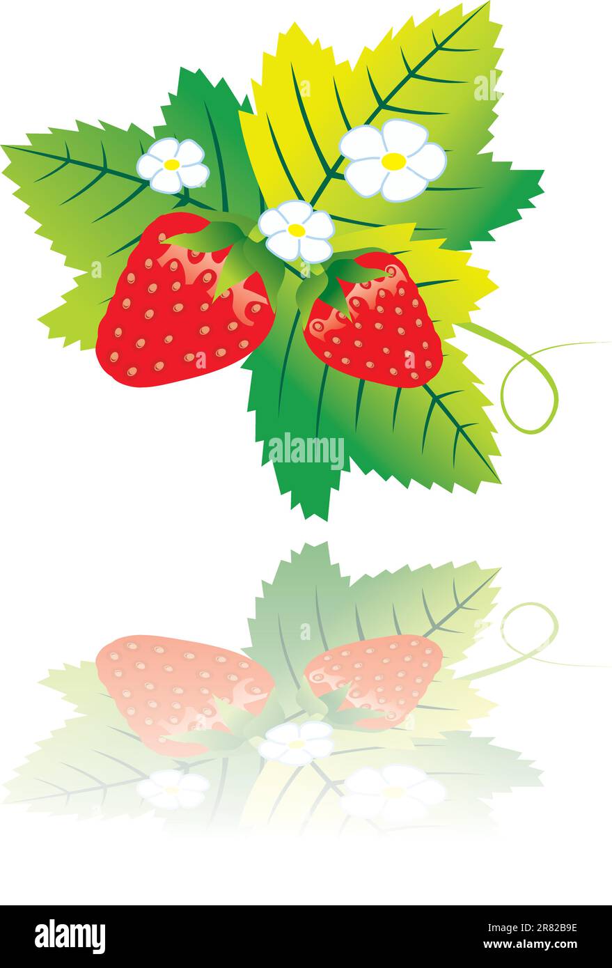smart vector illustration of blossom wild strawberry Stock Vector