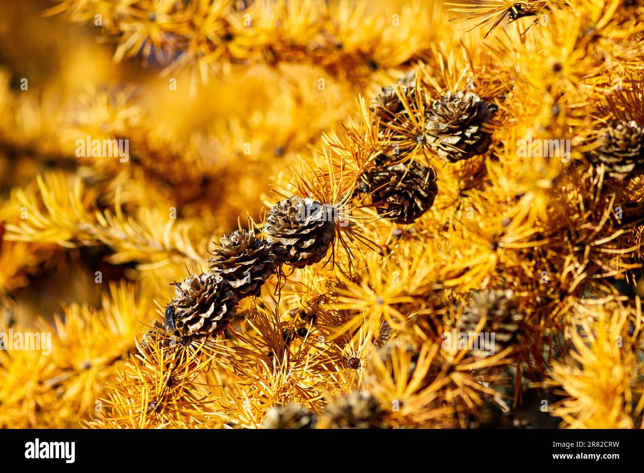 Beautiful shot pine forest hi-res stock photography and images - Alamy