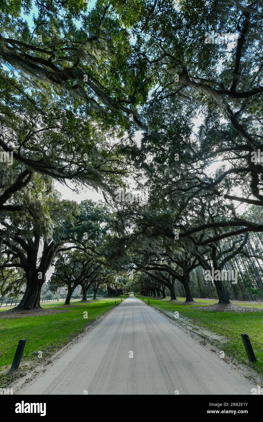 Boone Hall Plantation in Mount Pleasant, South Carolina. The plantation