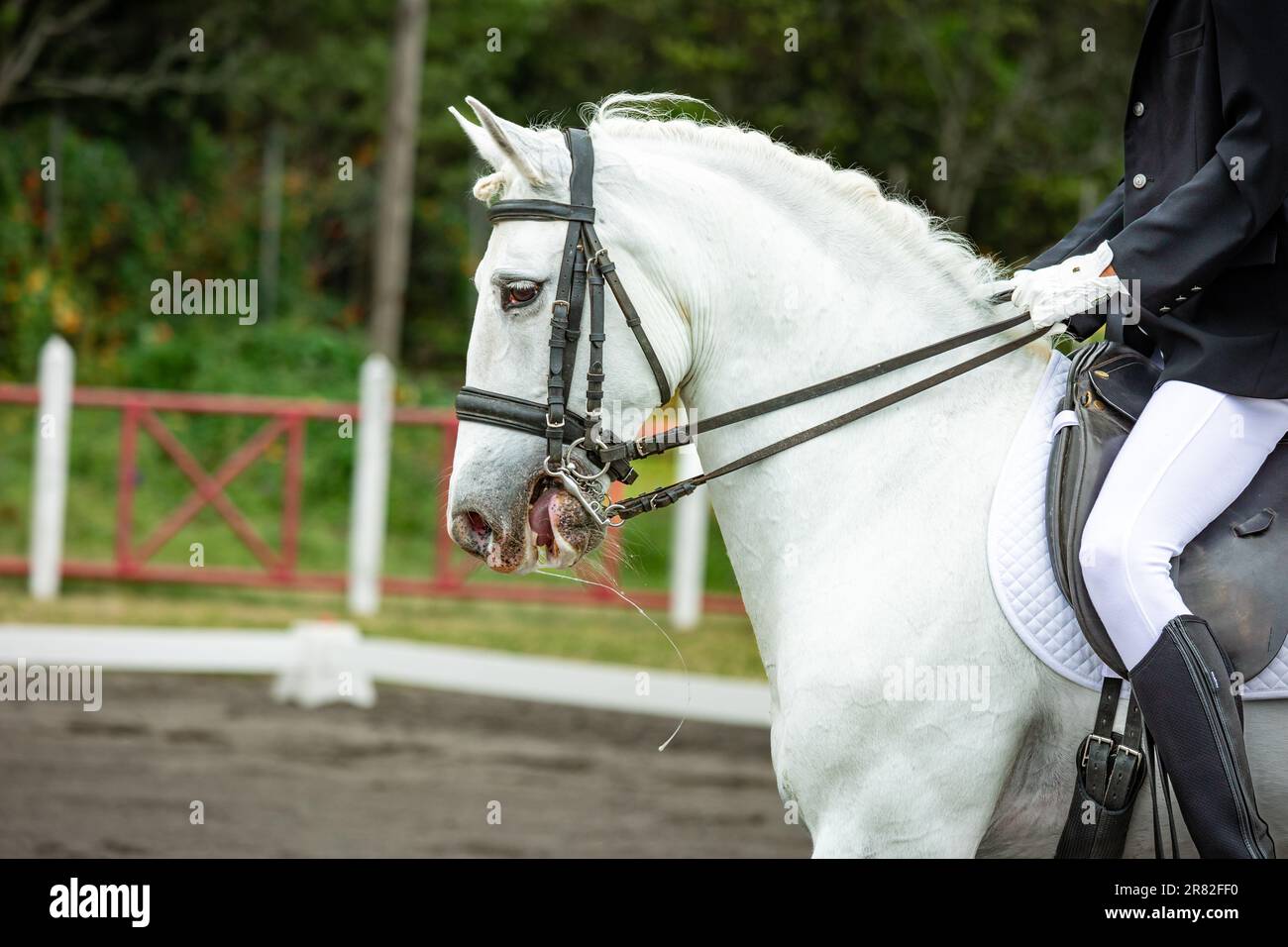 White horse during dressage competition, bridle, saddle and rider. Stock Photo