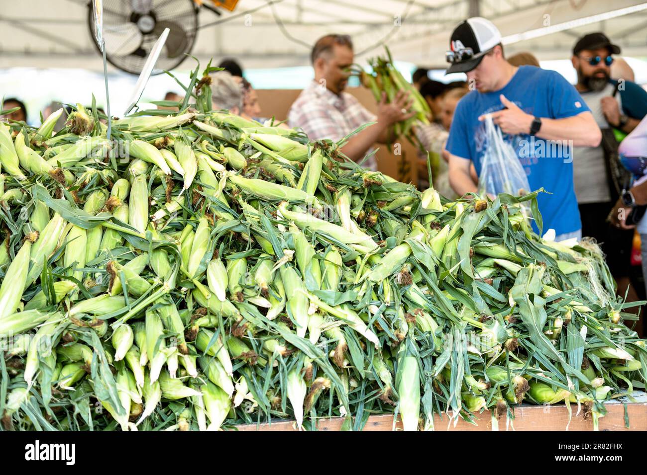 People shopping, buying Raw Corn in Husk Stock Photo