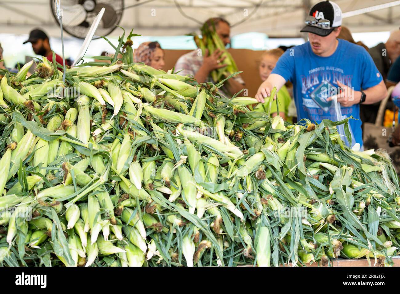 People shopping, buying Raw Corn in Husk Stock Photo