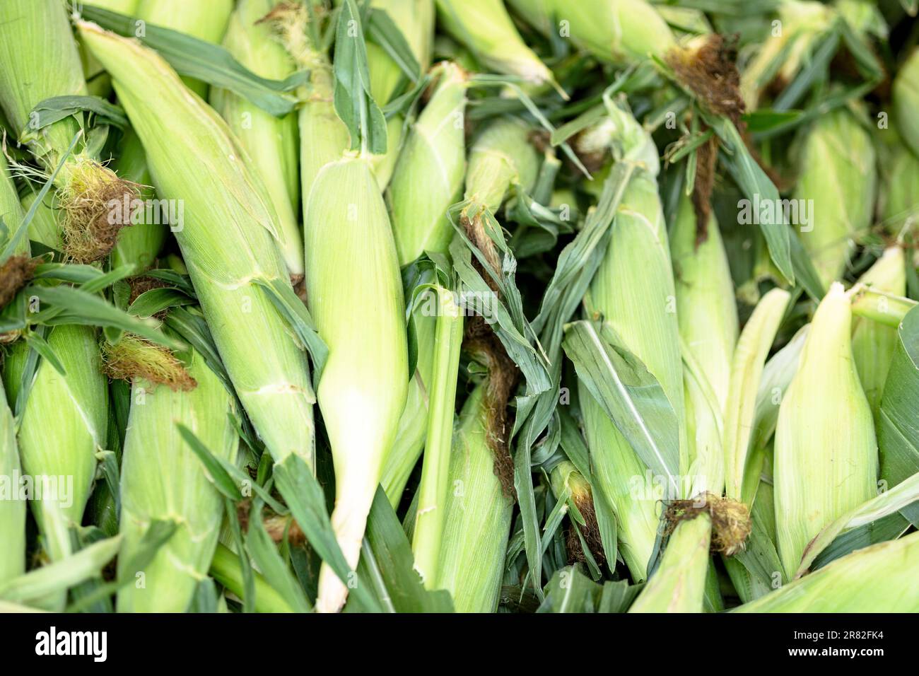 Raw Corn in Husk Stock Photo