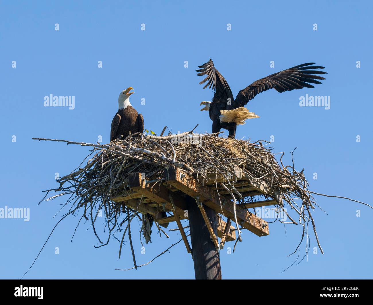 Nesting American Bald Eagle Pair Stock Photo