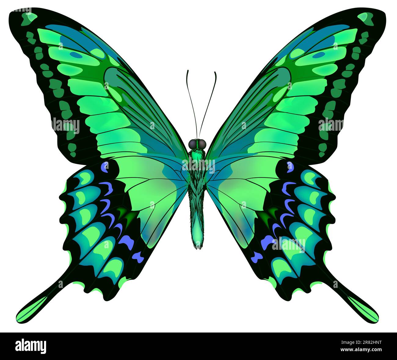 Vector illustration of beautiful blue green butterfly isolated on white background Stock Vector