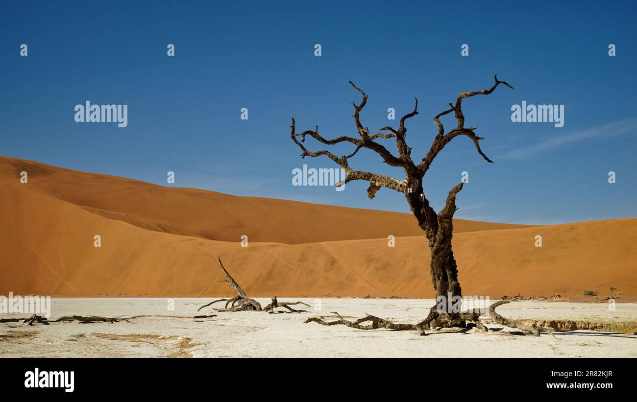 A prominent tree at Deadvlei in Namibia, Africa. Stock Photo