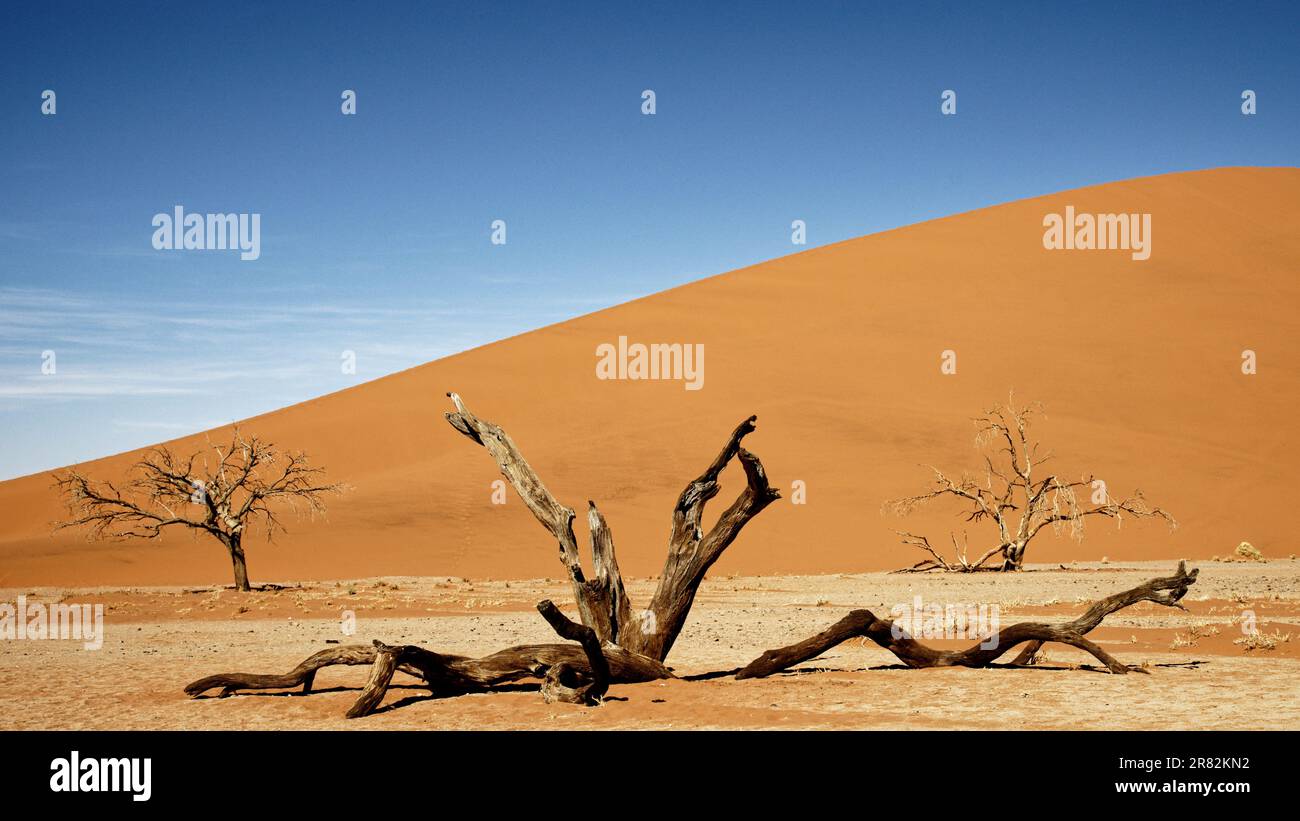 A fallen tree at Deadvlei in Namibia, Africa. Stock Photo