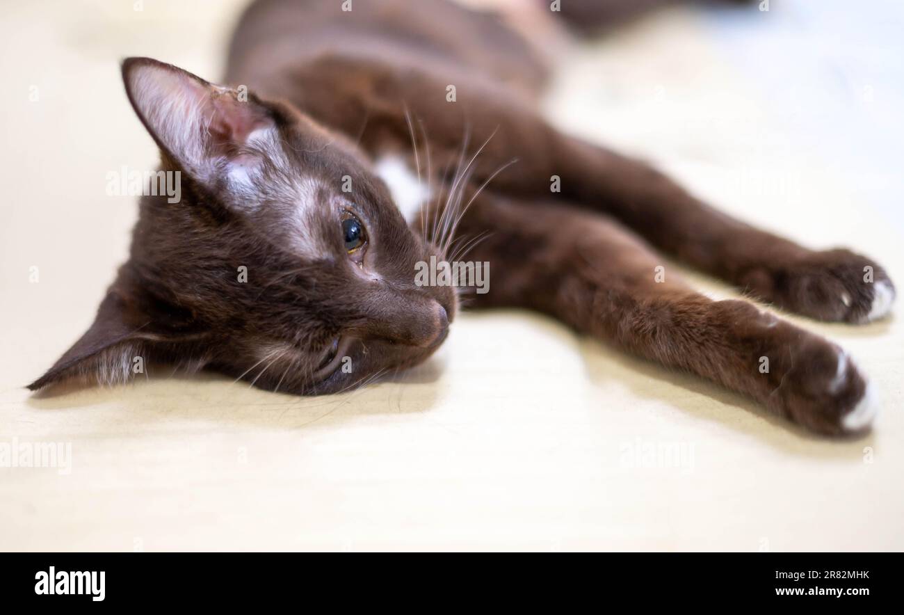 Cat unconscious on table during anesthesia for the cat Sterilization at