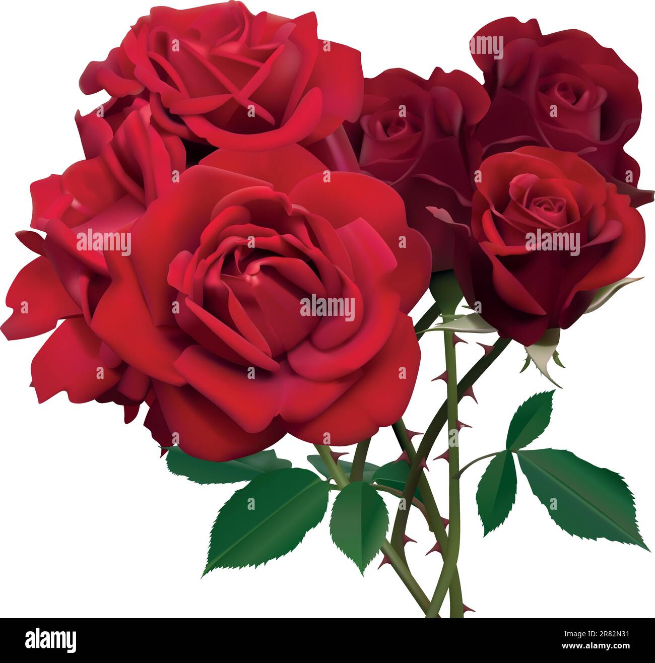 Illustration of beautiful red roses isolated on white Stock Vector ...