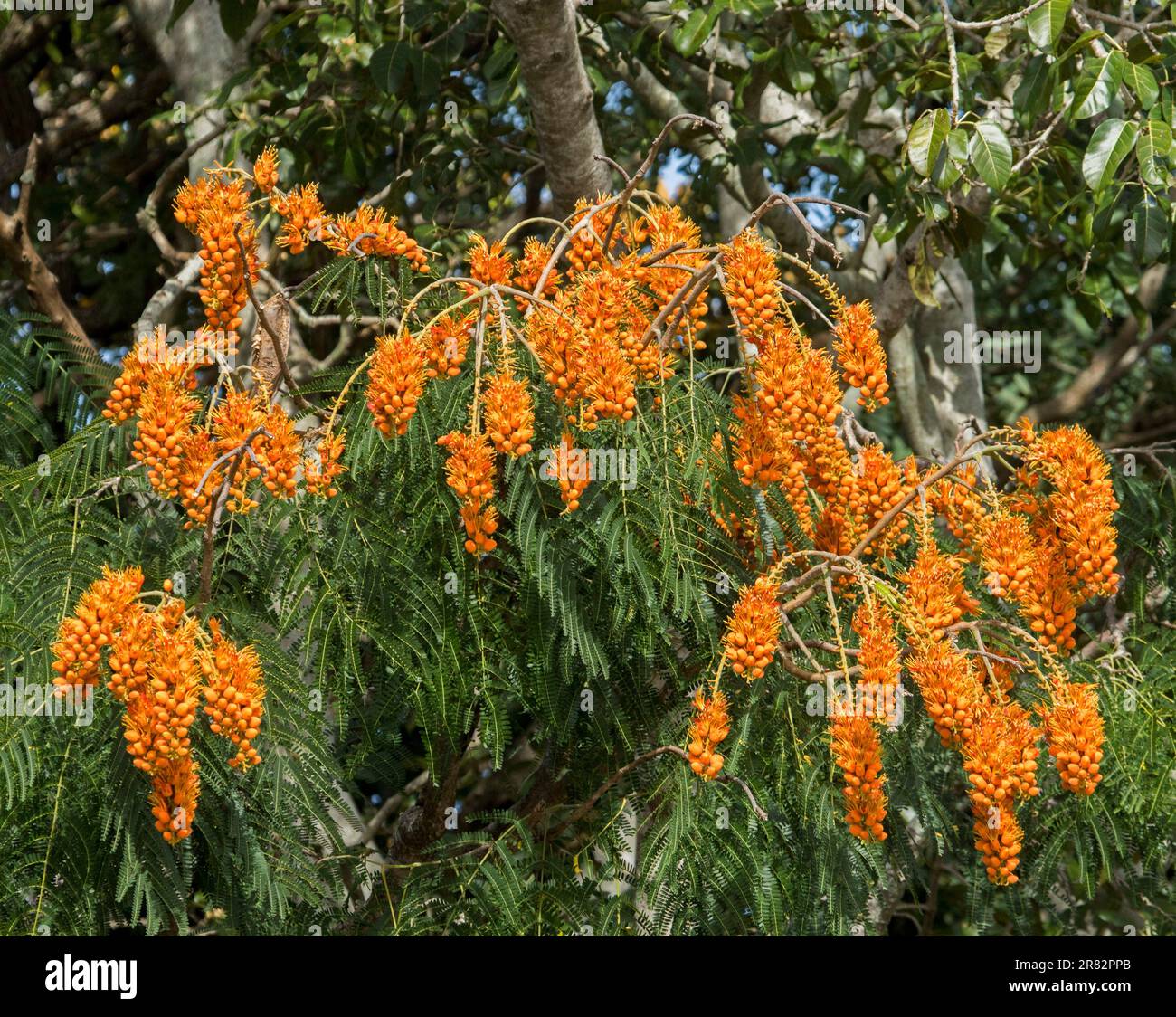 Long clusters of vivid orange flowers and dark green foliage of unusual tropical deciduous tree Colvillea racemosa, Colville's glory, in Australia Stock Photo