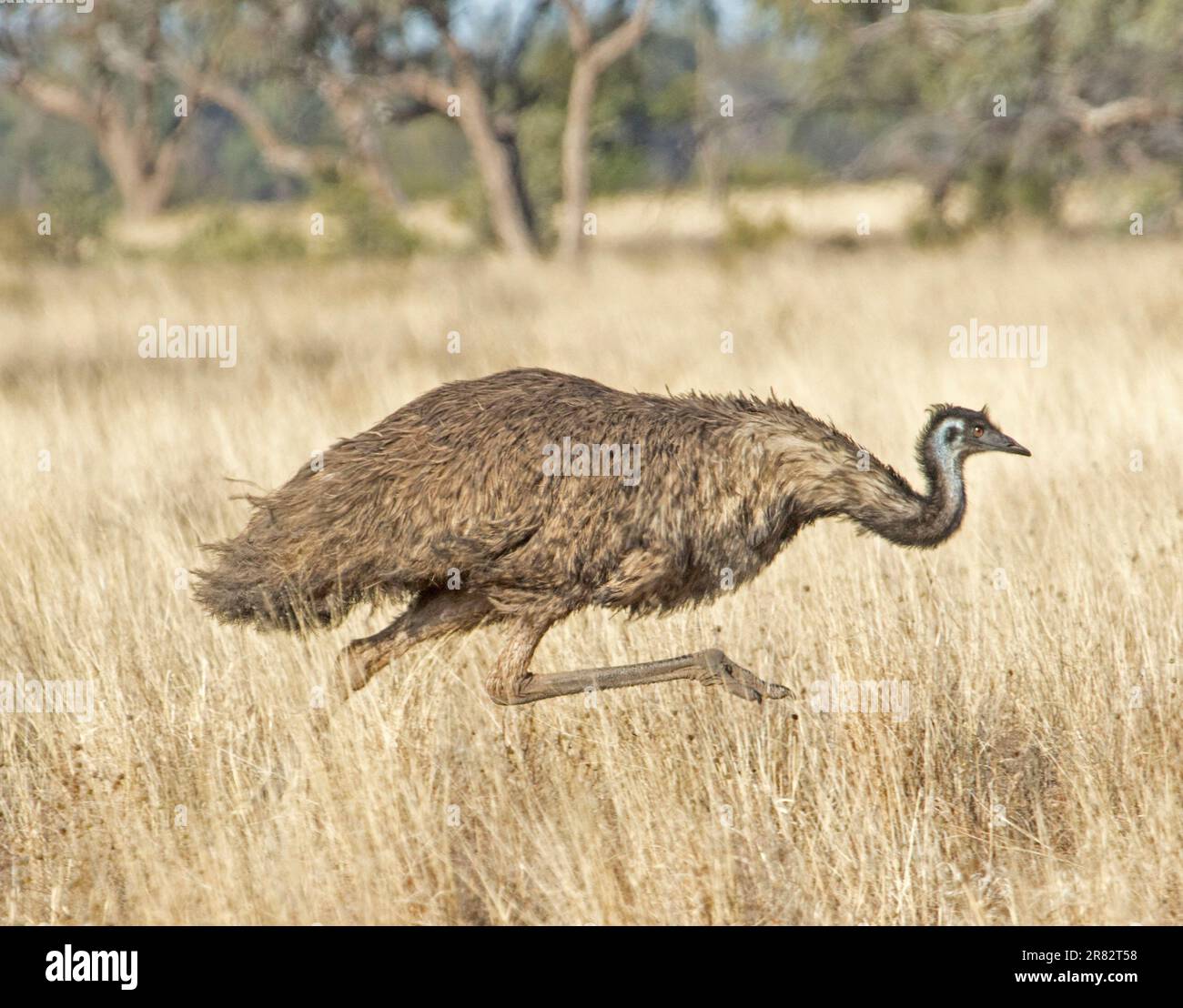 Wild Emu In Australian Outback Hi res Stock Photography And Images Alamy