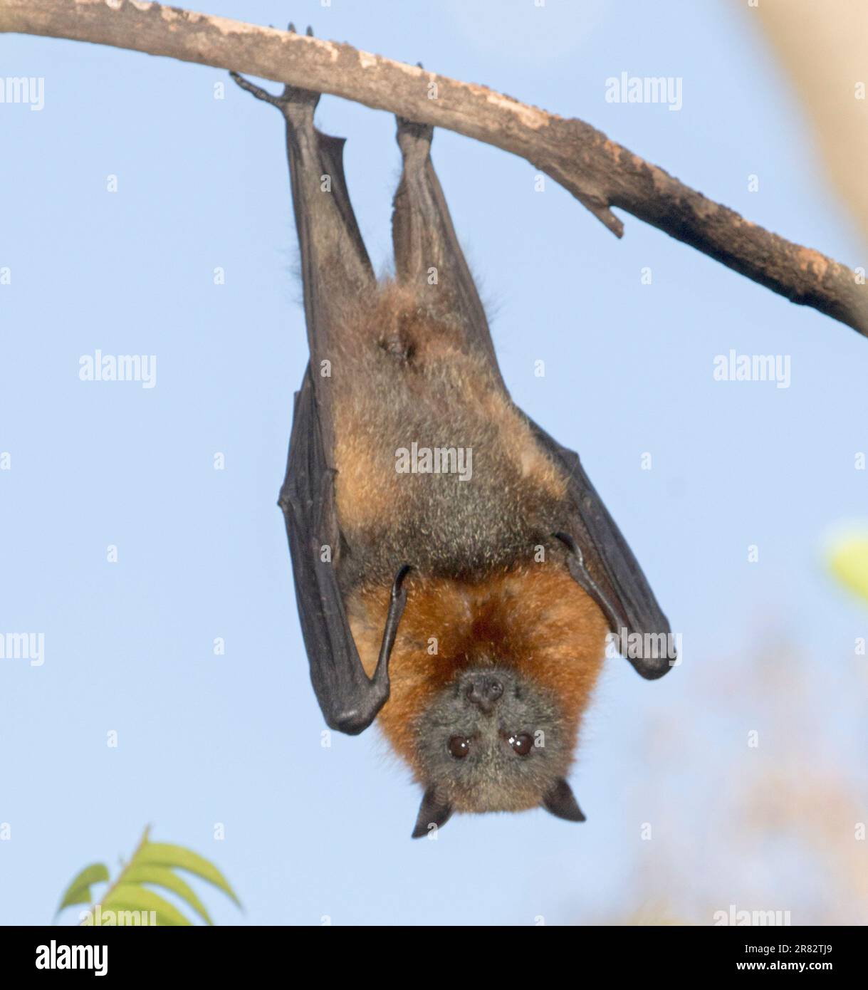 Australian grey-headed fruit bat / flying fox, Pteropus poliocephalus, hanging in tree against blue sky, in the wild at Kyogle NSW Stock Photo