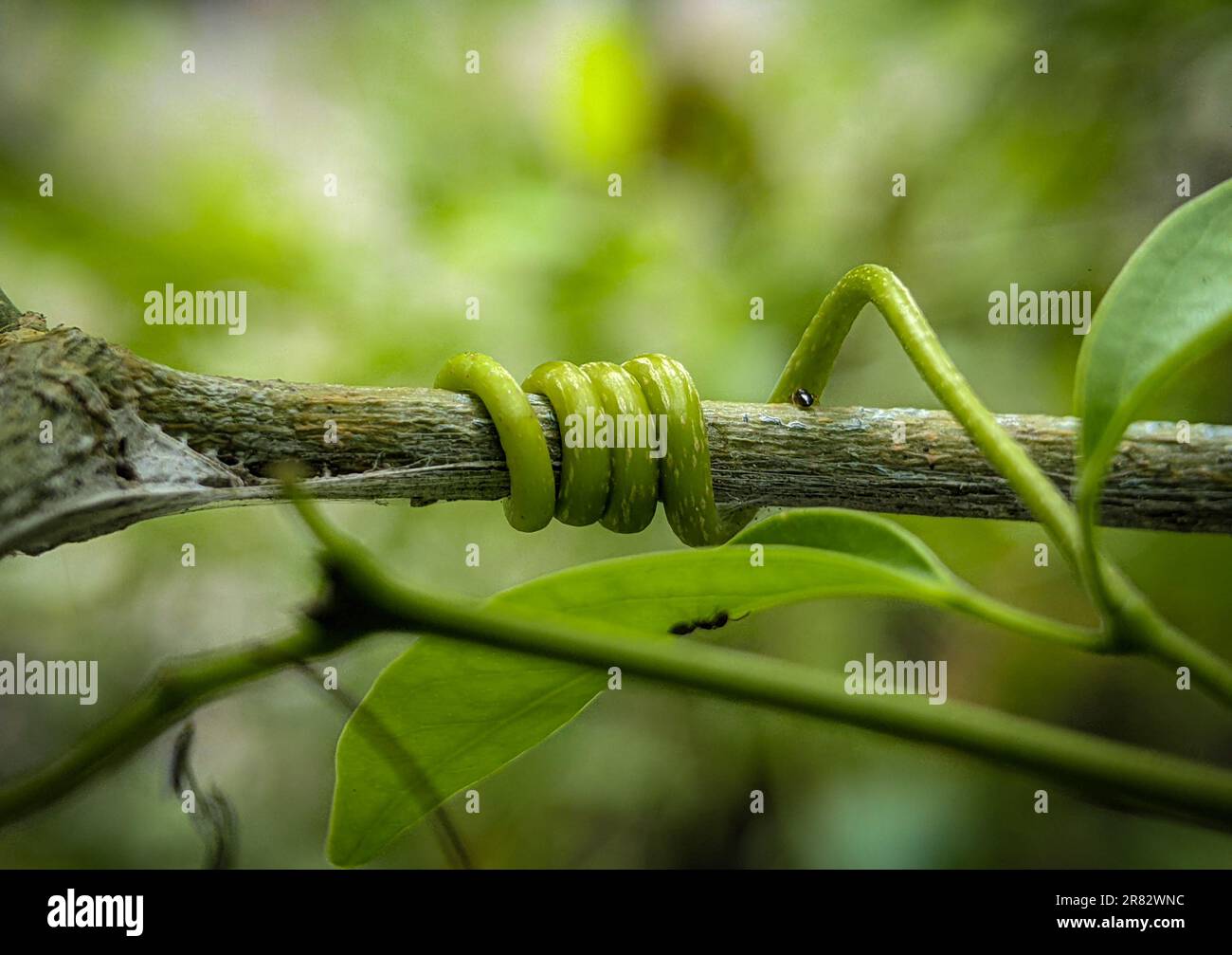 Liana cartoon hi-res stock photography and images - Alamy