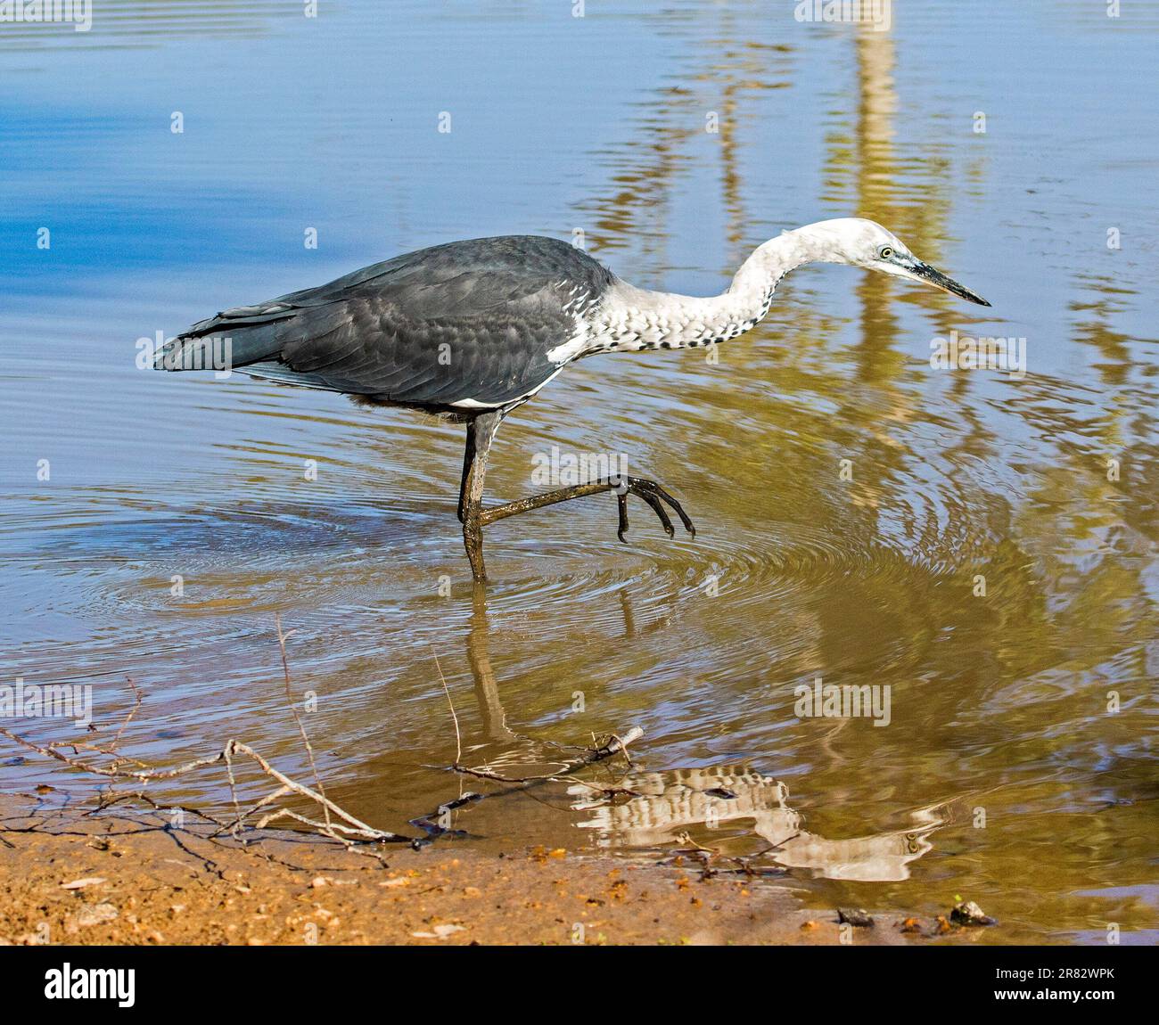 White-necked / Pacific Heron, Ardea pacifica, large bird wading and reflected in blue water of waterhole in outback Australia Stock Photo
