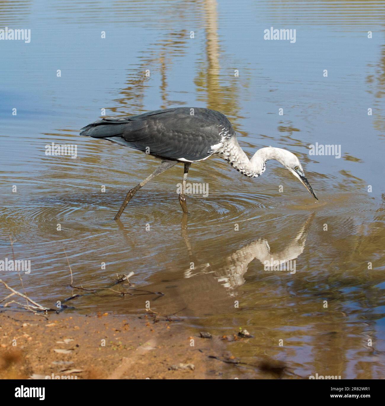 White-necked / Pacific Heron, Ardea pacifica, large bird wading in blue water and peering at its reflection in outback Australia Stock Photo