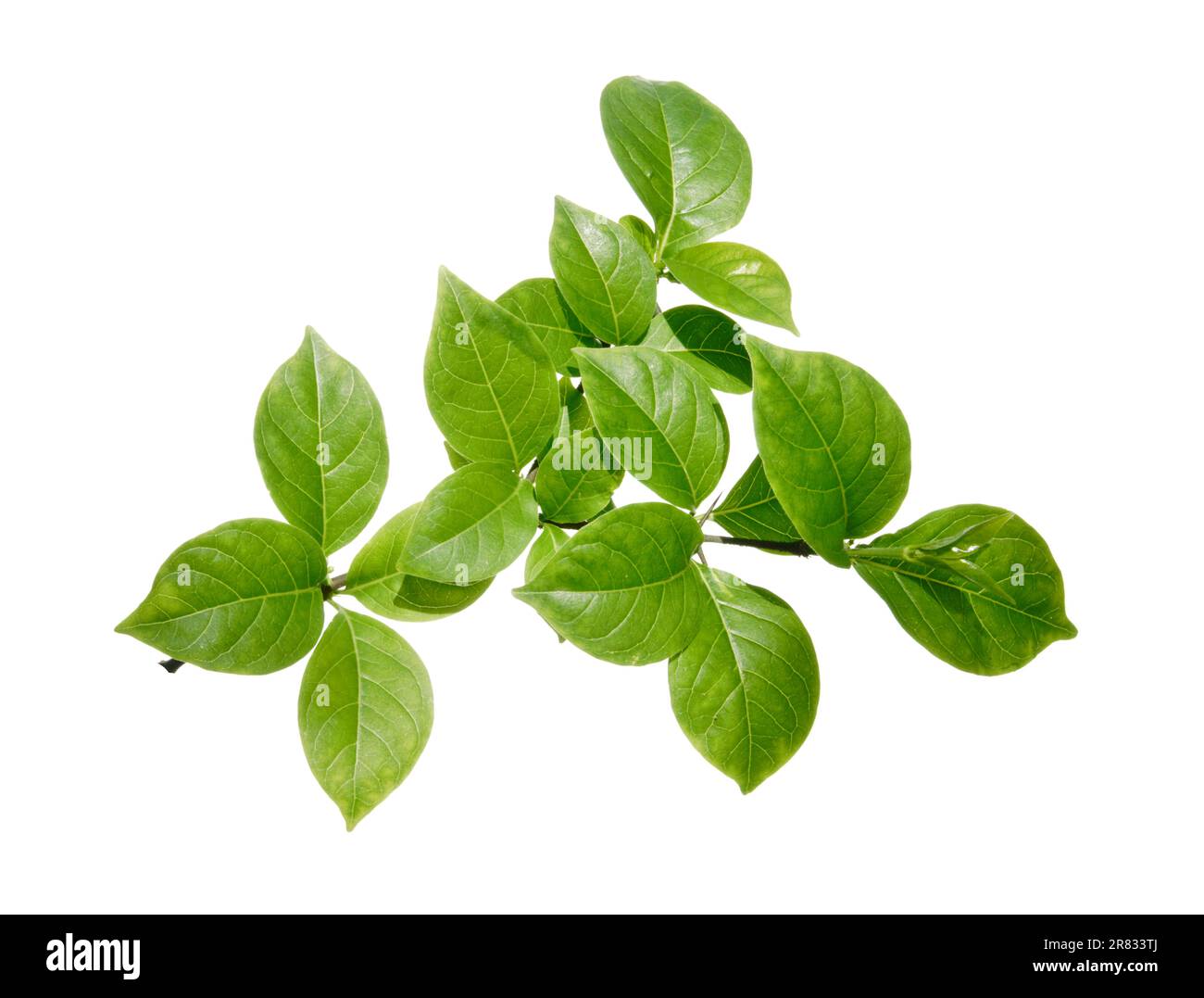 Fresh green leaves branch isolated on white background. Stock Photo