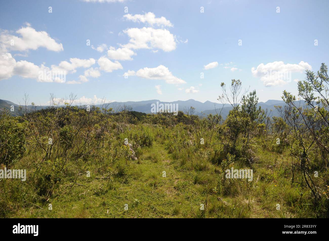 Vegetation and flora of the Serra da Bocaina National Park, in the state of São Paulo, Brazil Stock Photo