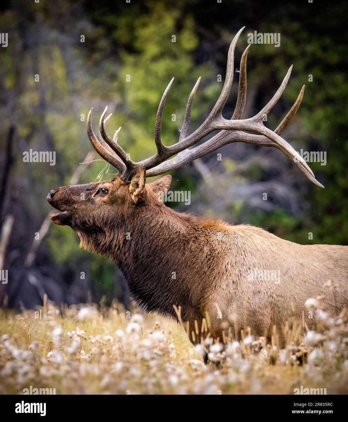 Bull Rocky mountain elk (cervus canadensis) bugling in grass meadow during fall elk rut at moraine park, Rocky Mountain National Park, Colorado, USA Stock Photo