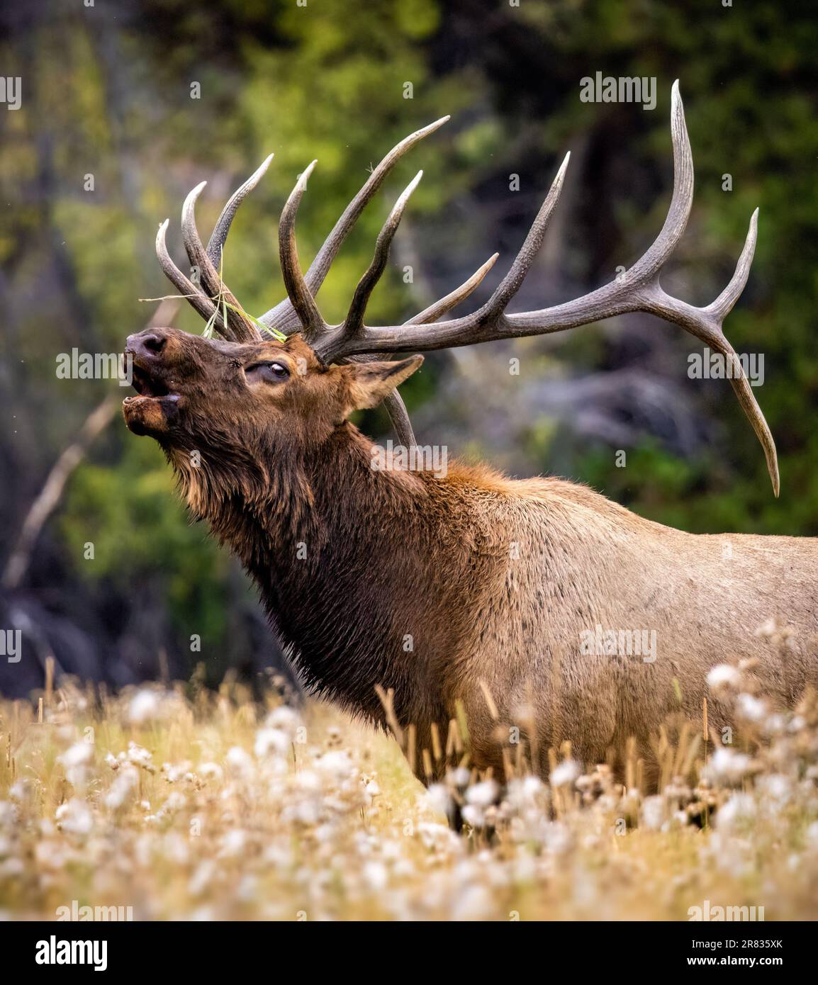 Bull Rocky mountain elk (cervus canadensis) bugling in grass meadow during fall elk rut at moraine park, Rocky Mountain National Park, Colorado, USA Stock Photo