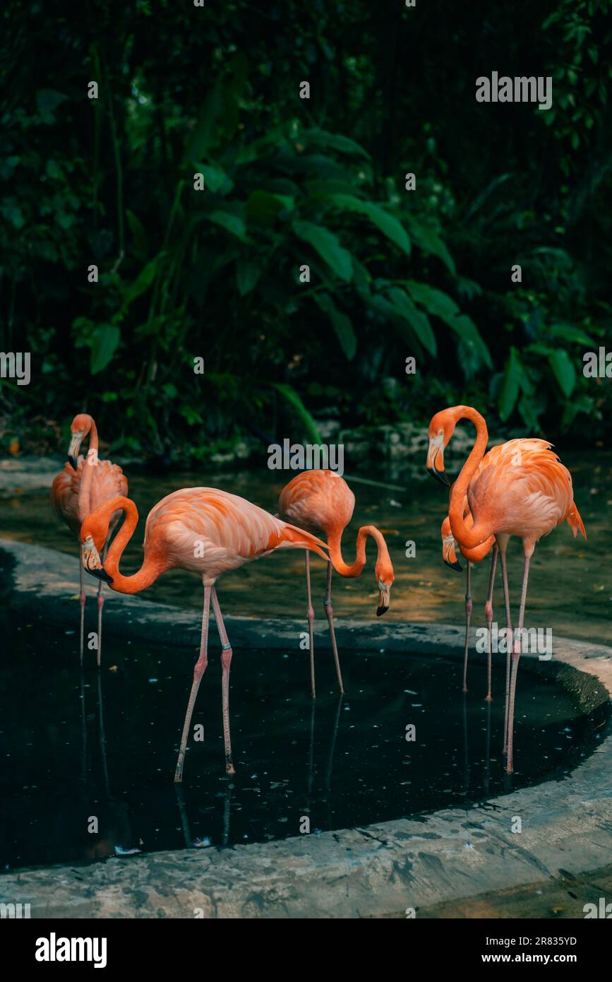 Group of pink flamingos in the jungle. High quality photo Stock Photo
