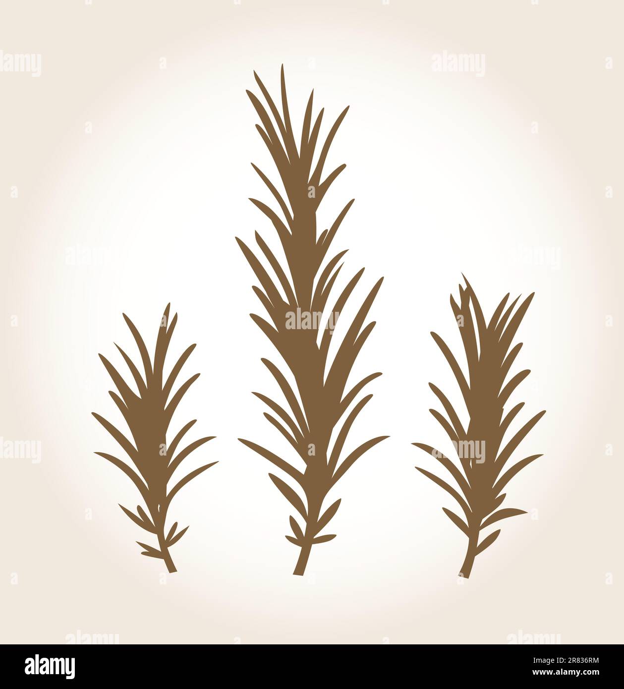 Rosemary plant Stock Vector Images Alamy