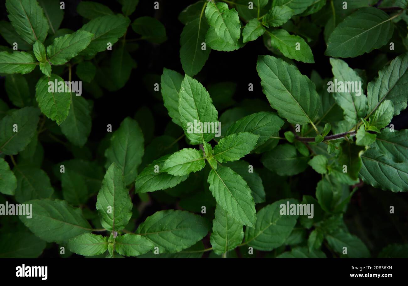 Fresh holy basil leaves on a black background Stock Photo Alamy