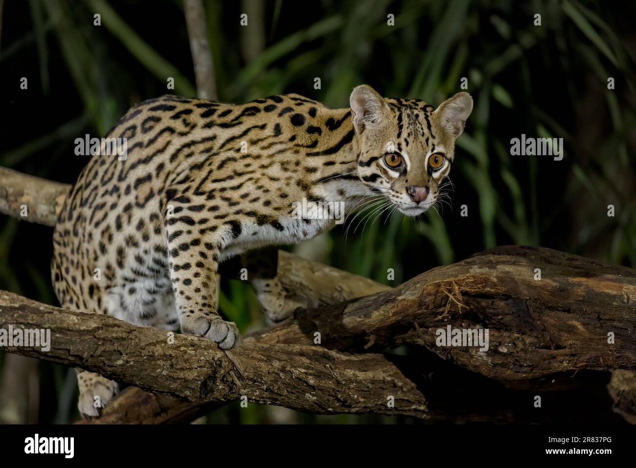Ocelot One Ocelot One