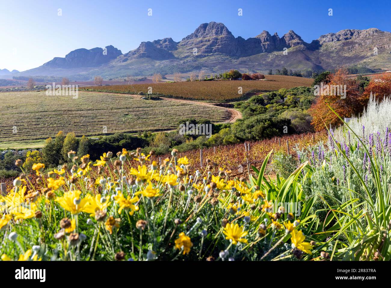 Beautiful vista of the Stellenbosch Winelands with the Helderberg Mountain range in the background near Cape Town, South Africa Stock Photo