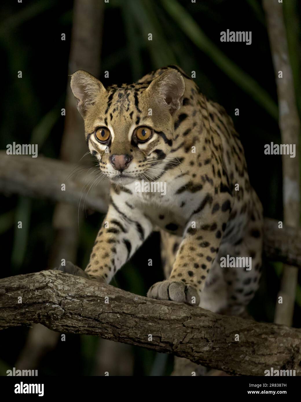 Closeup of an Ocelot kitten (Leopardus pardalis) in the Pantanal of