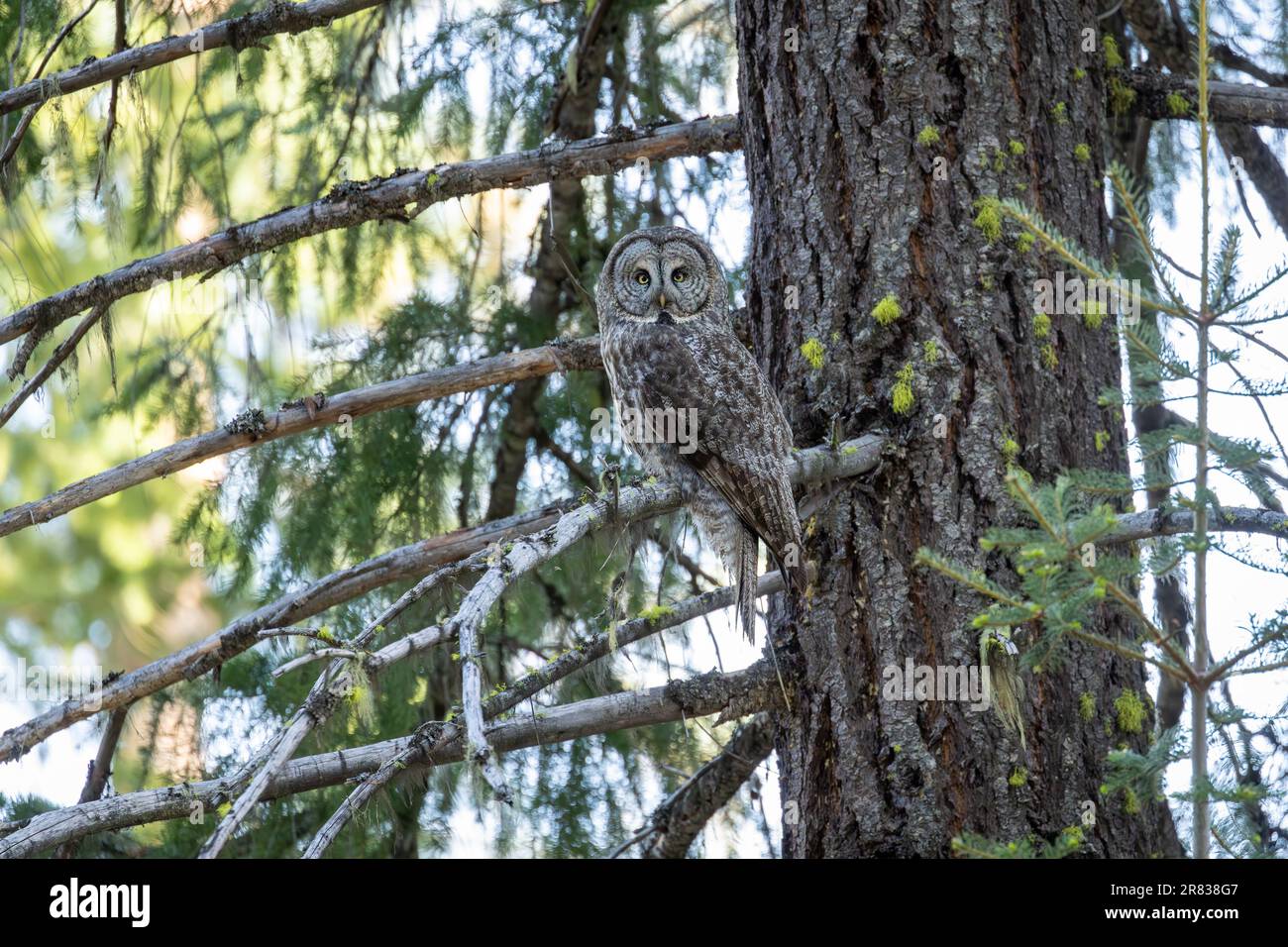 A Great Gray Owl (Strix nebulosa), in its natural forest habitat engaging in direct eye contact with its large, piercing yellow eyes. Stock Photo