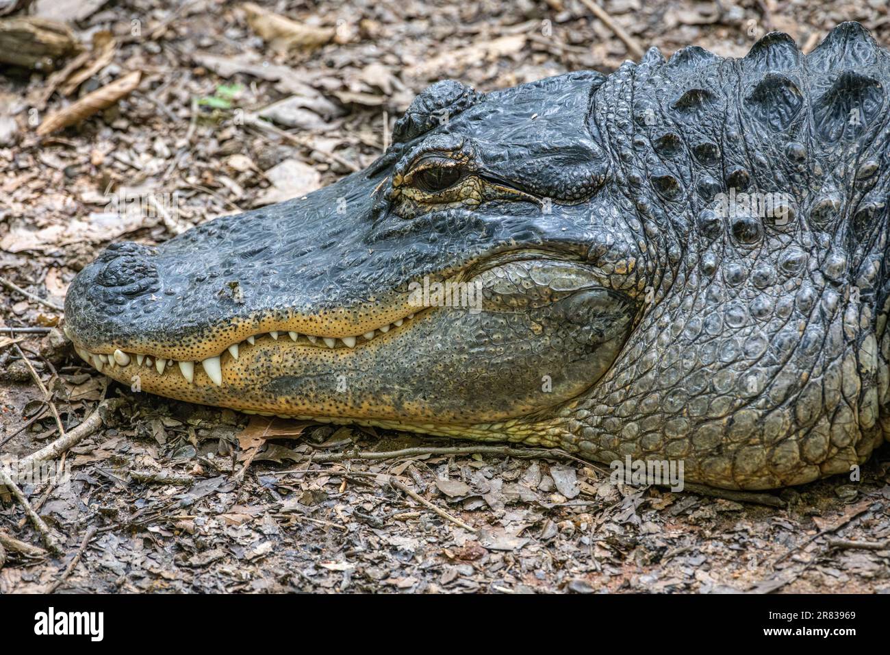 American alligator (Alligator mississippiensis) at Bear Hollow Zoo, home to only non-releasable native wildlife, in Athens, Georgia. (USA) Stock Photo
