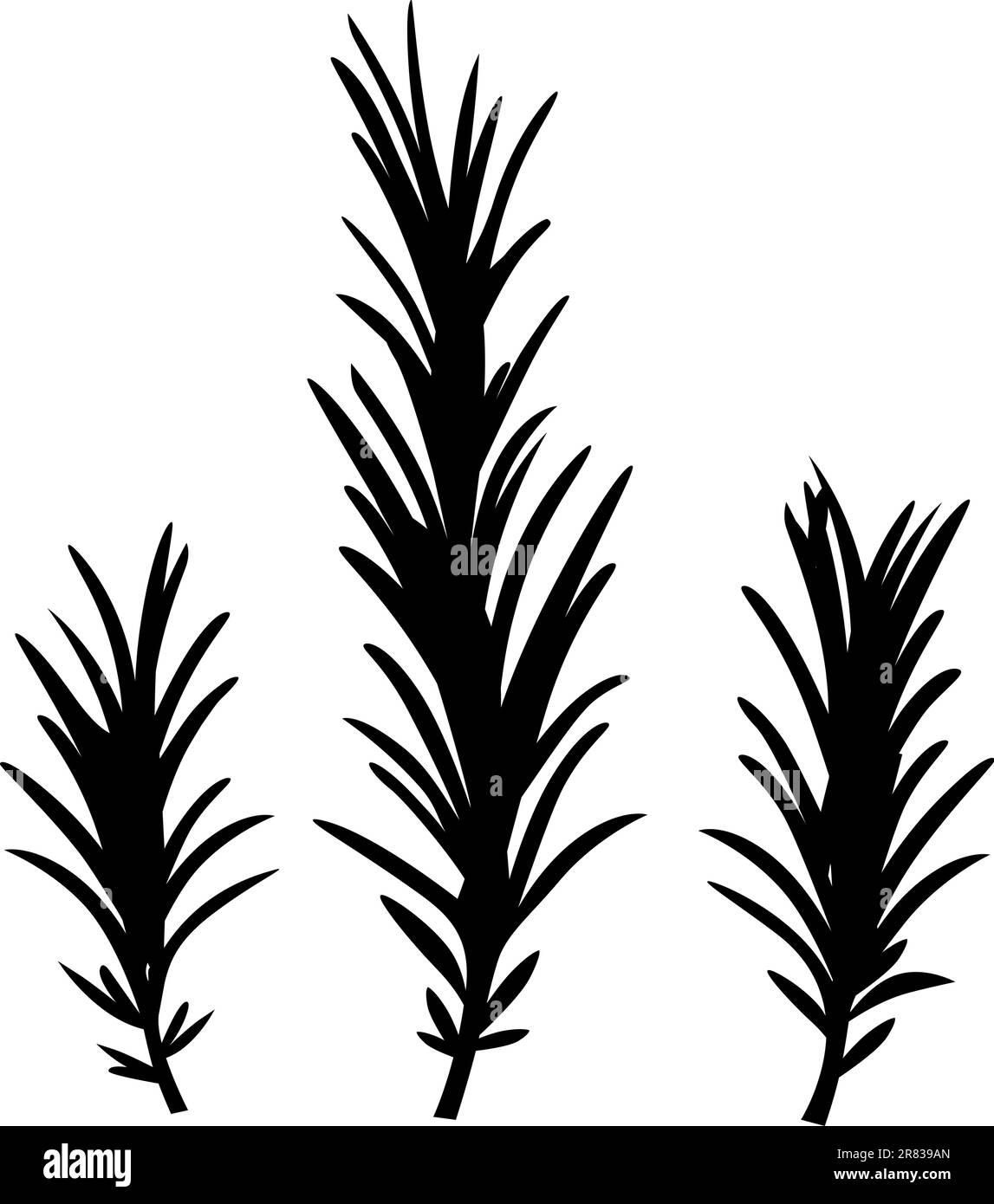 Rosemary Black and White Stock Photos & Images Alamy
