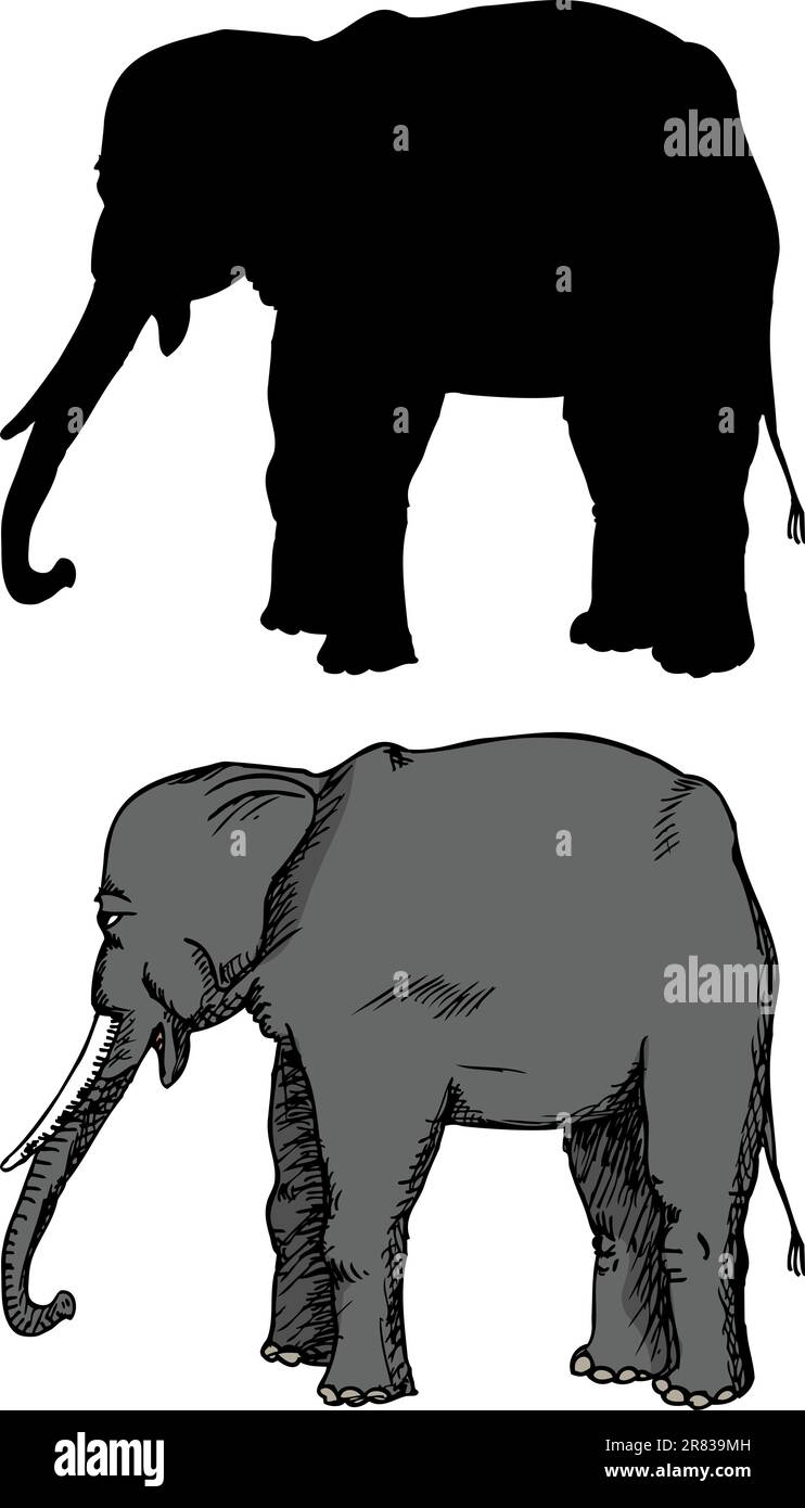 Asian species of wild elephant over white background Stock Vector Image ...