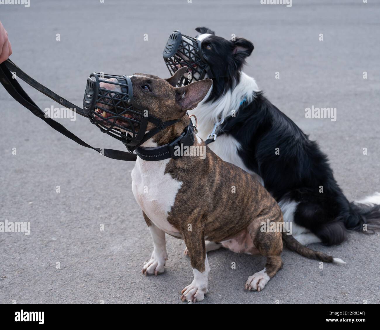 Dogs border collie and bull terrier in muzzles and on leashes on a walk outdoors.  Stock Photo