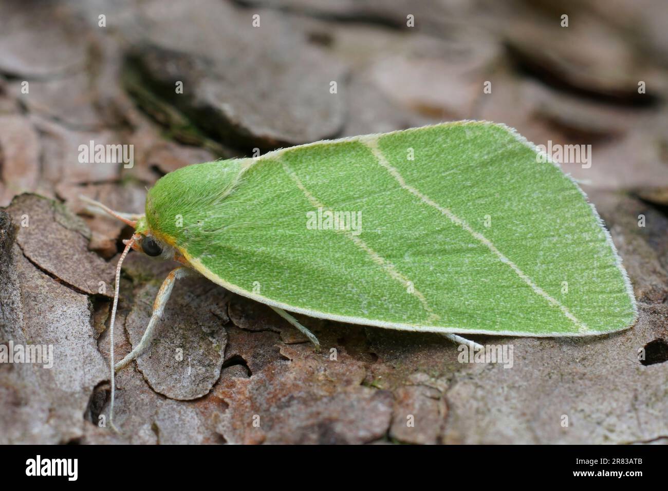 Closeup on the colorful green Scarce Silver-lines owelt moth, Bena bicolorana Stock Photo