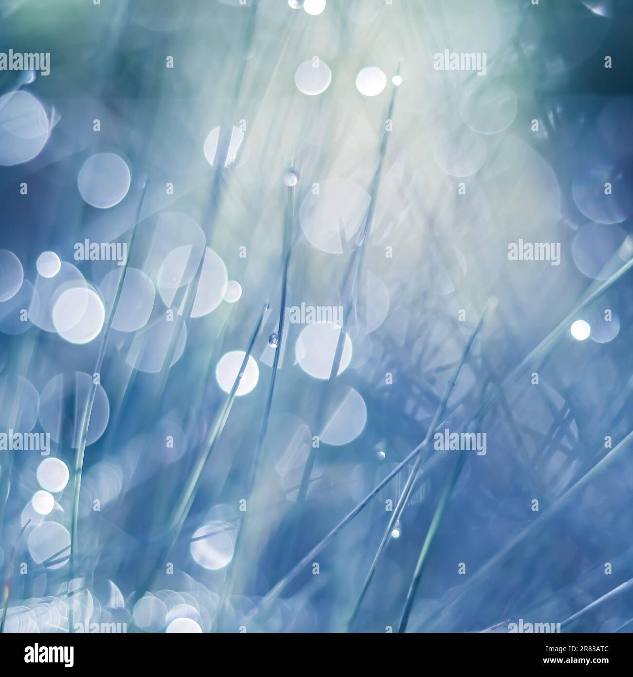 Soft focus ornamental grass with water drop. Blurred blue background Stock Photo