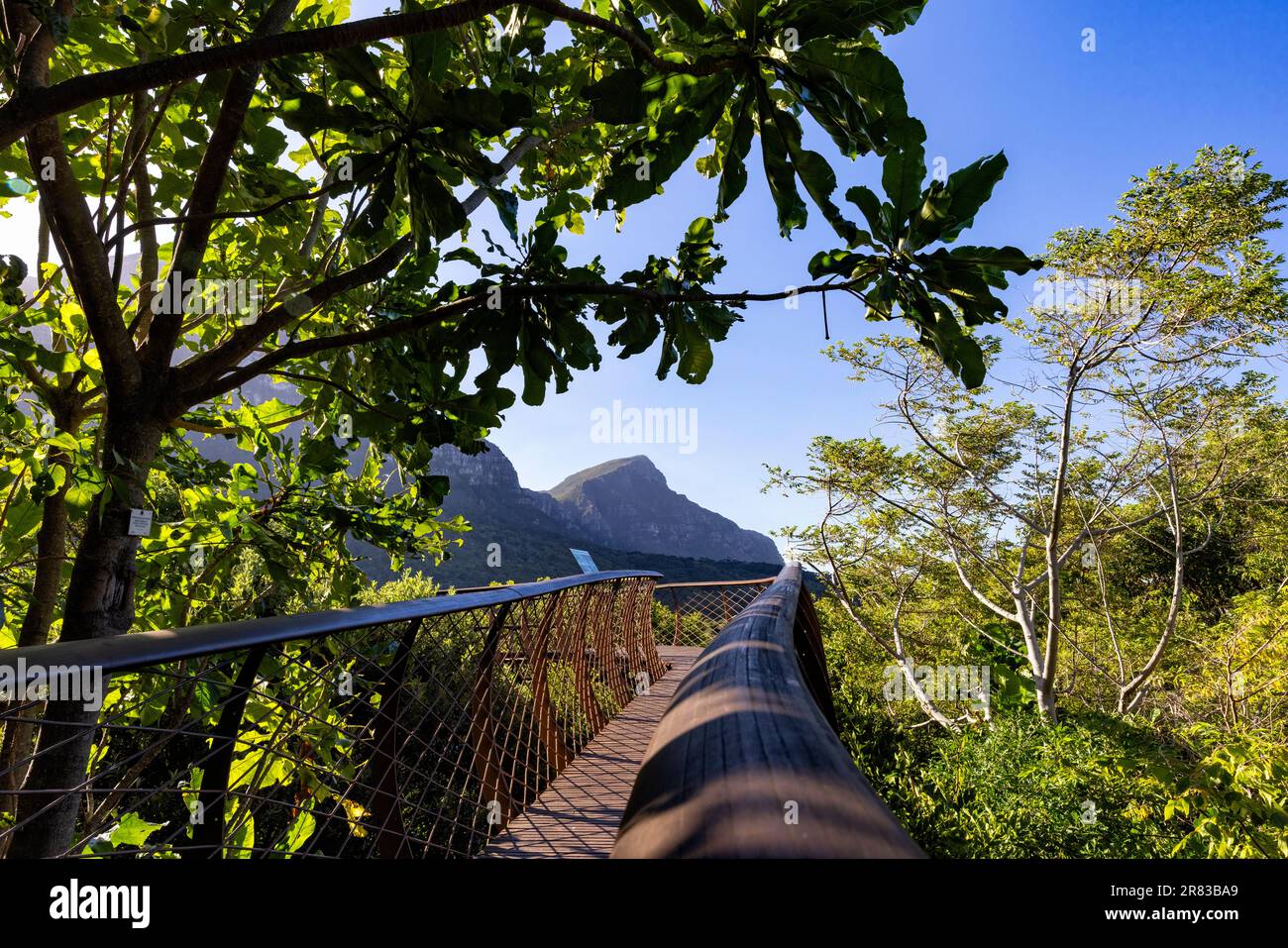 Centenary Tree Canopy Walkway (or The Boomslang) in Kirstenbosch National Botanical Garden - Cape Town, South Africa Stock Photo