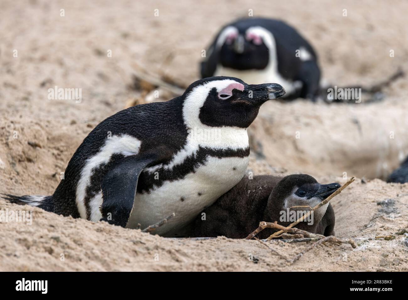 African Penguin Spheniscus Demersus With Chick At Boulders Beach In