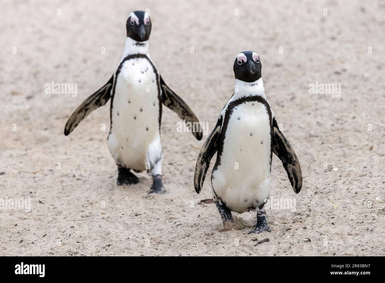 Two African penguins (Spheniscus demersus) at Boulders Beach in Simon's Town, near Cape Town, South Africa Stock Photo