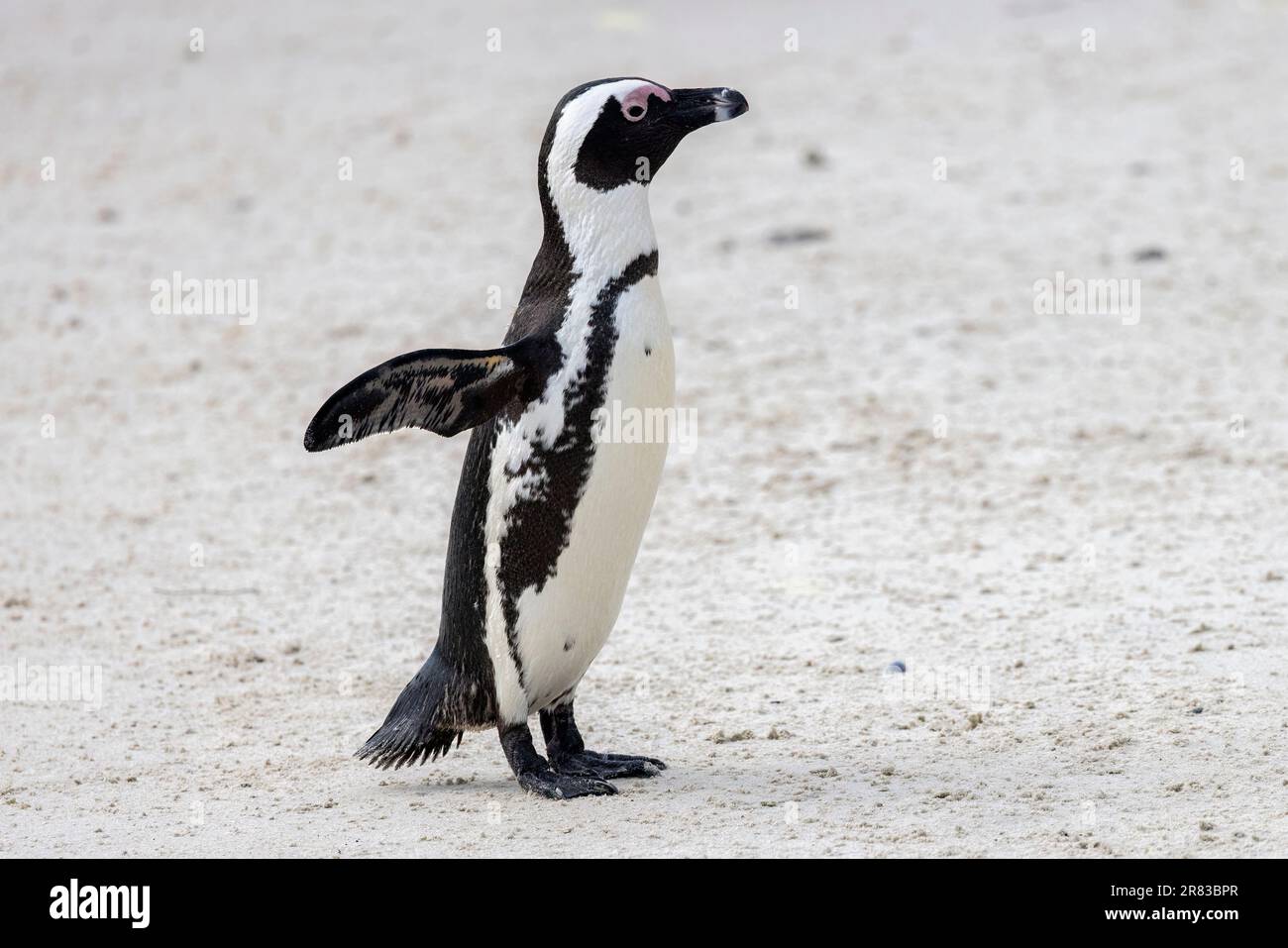 Close up of African penguin (Spheniscus demersus) at Boulders Beach in Simon's Town, near Cape Town, South Africa Stock Photo