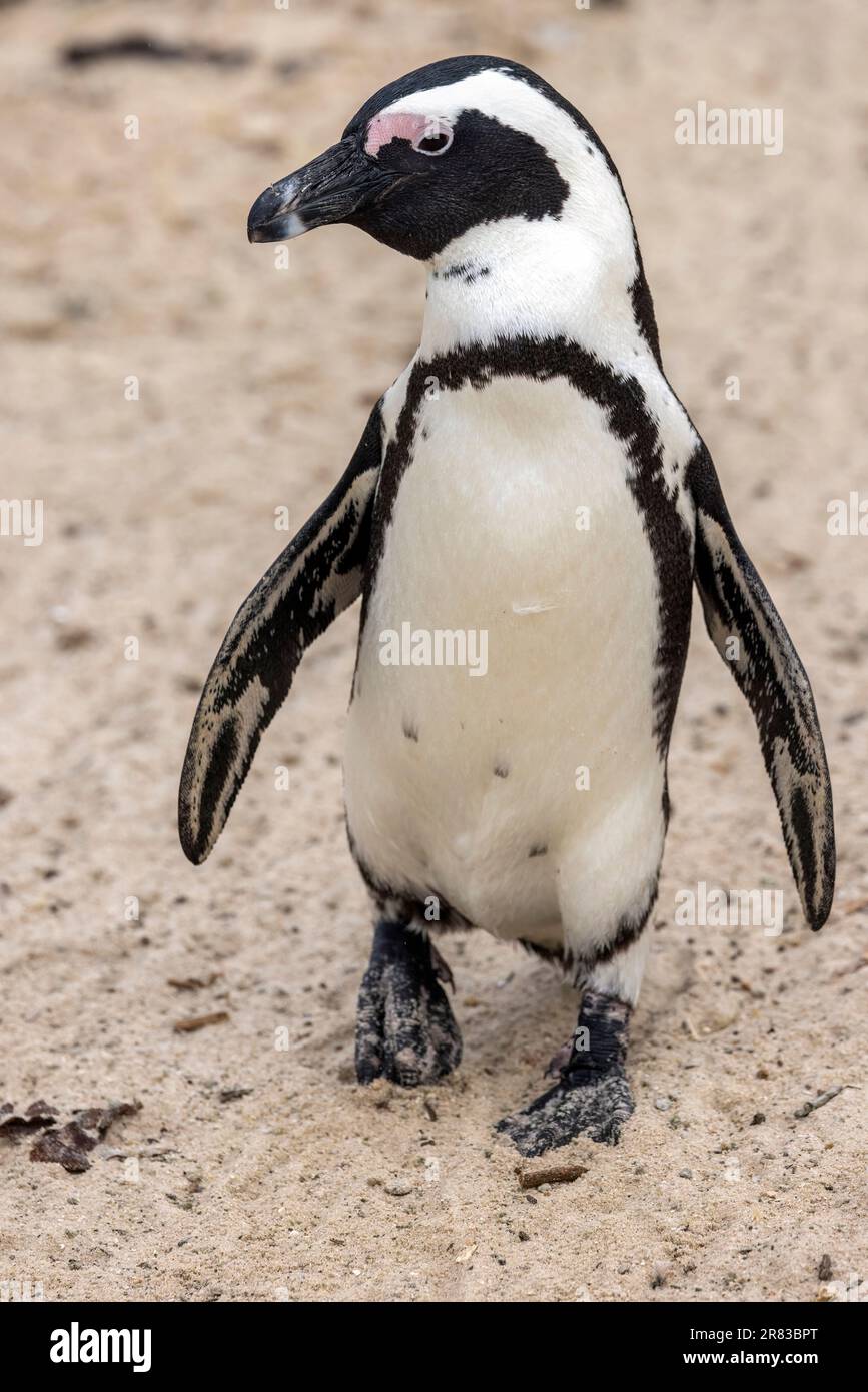 Close up of African penguin (Spheniscus demersus) at Boulders Beach in Simon's Town, near Cape Town, South Africa Stock Photo