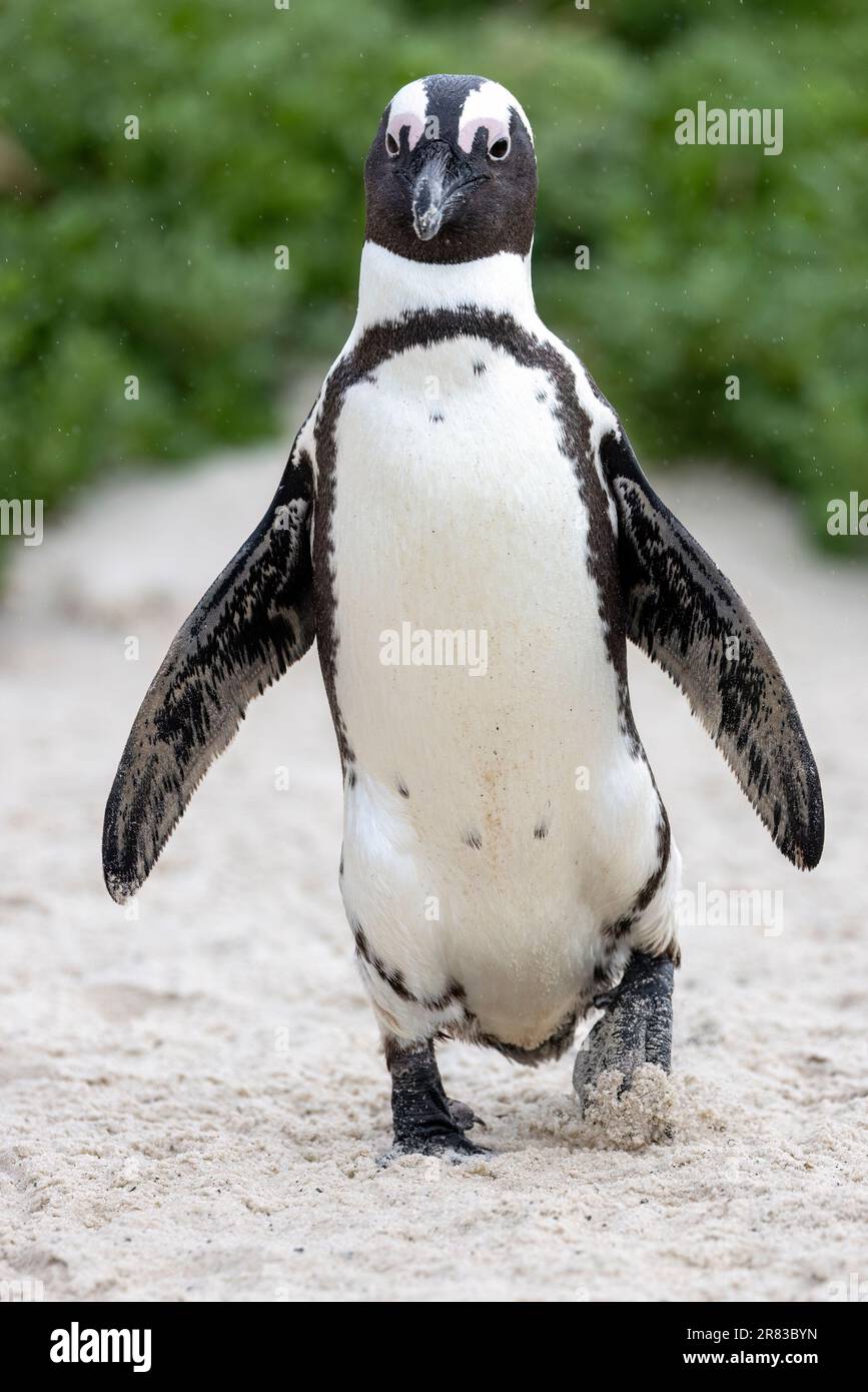 Close up of African penguin (Spheniscus demersus) at Boulders Beach in Simon's Town, near Cape Town, South Africa Stock Photo