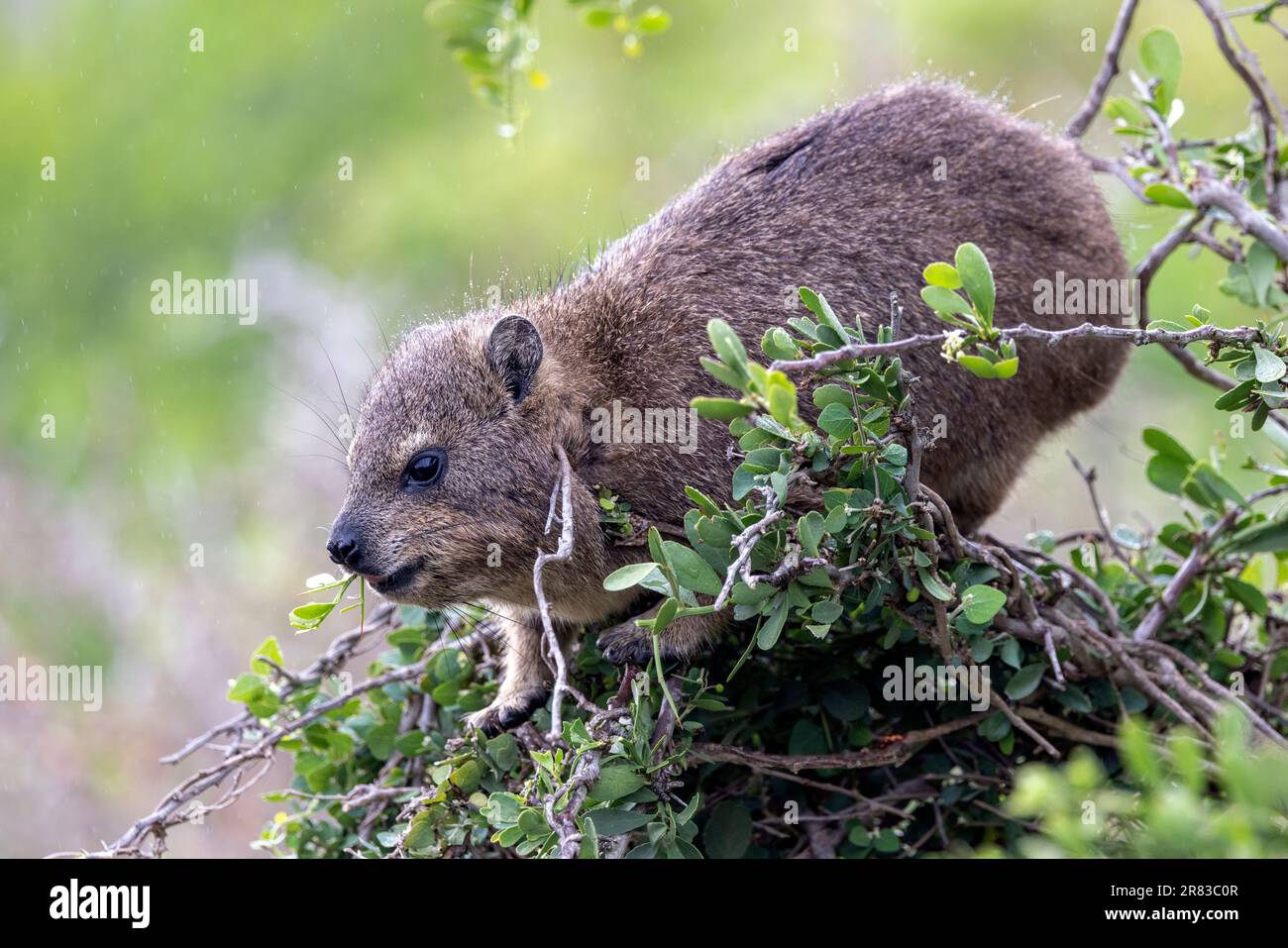 Rock hyrax (Procavia capensis) at Boulders Beach in Simon's Town, near Cape Town, South Africa Stock Photo