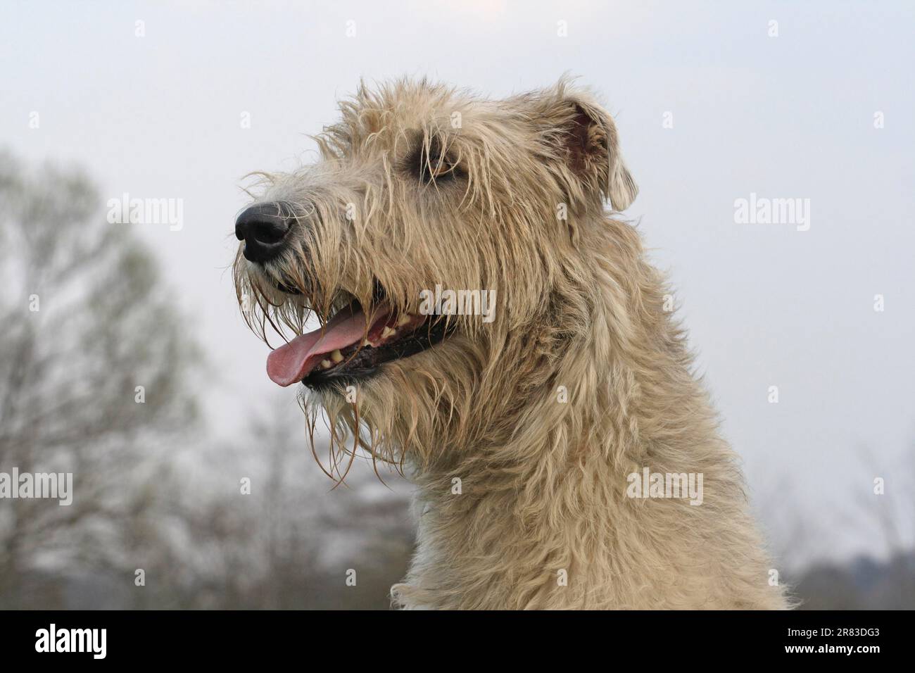 Irish Wolfhound, portrait, head shot Stock Photo